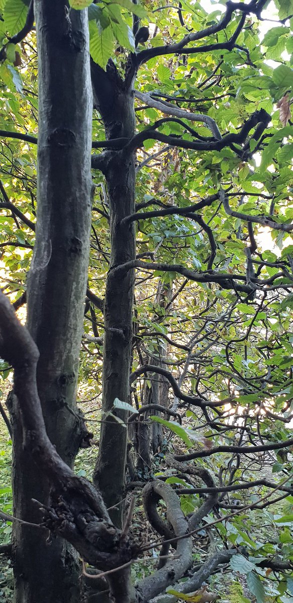 나무들의 정겨운 어울림.
이젠 잎파리들의 속절없는 낙하를 보게 될 것이다.그래도 충분히 아름답다.

미라벨정원.Guten Morgen!🍃