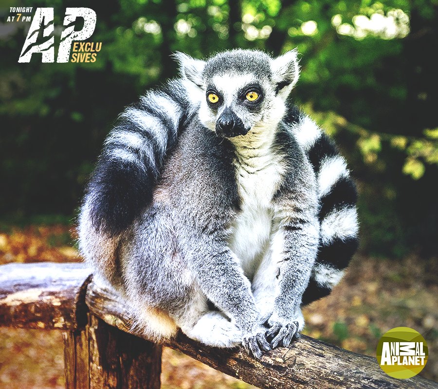 LEMUR Definition And Meaning Collins English Dictionary, 47% OFF