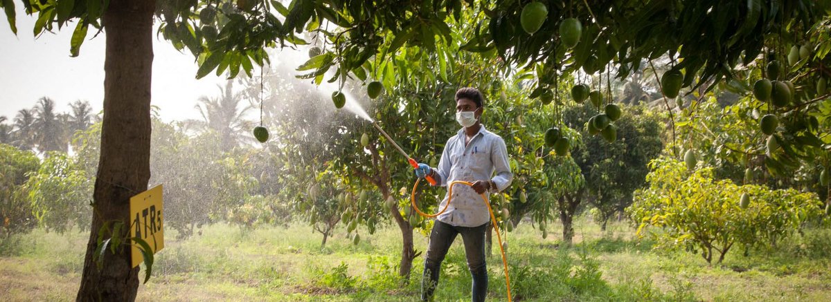 SIFFInd's tweet image. buff.ly/2Ovw53X
Mango growers lose one-third of their crop each year. However, the use of #hexanal, a natural compound, could be a complete game changer........
Project by #TNAU, @uofg, #ITISL (funded by @IDRC_CRDI &amp;amp; @GAC_Corporate) works on new ground.....