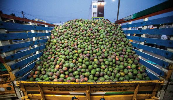 SIFFInd's tweet image. buff.ly/2Ovw53X
Mango growers lose one-third of their crop each year. However, the use of #hexanal, a natural compound, could be a complete game changer........
Project by #TNAU, @uofg, #ITISL (funded by @IDRC_CRDI &amp;amp; @GAC_Corporate) works on new ground.....