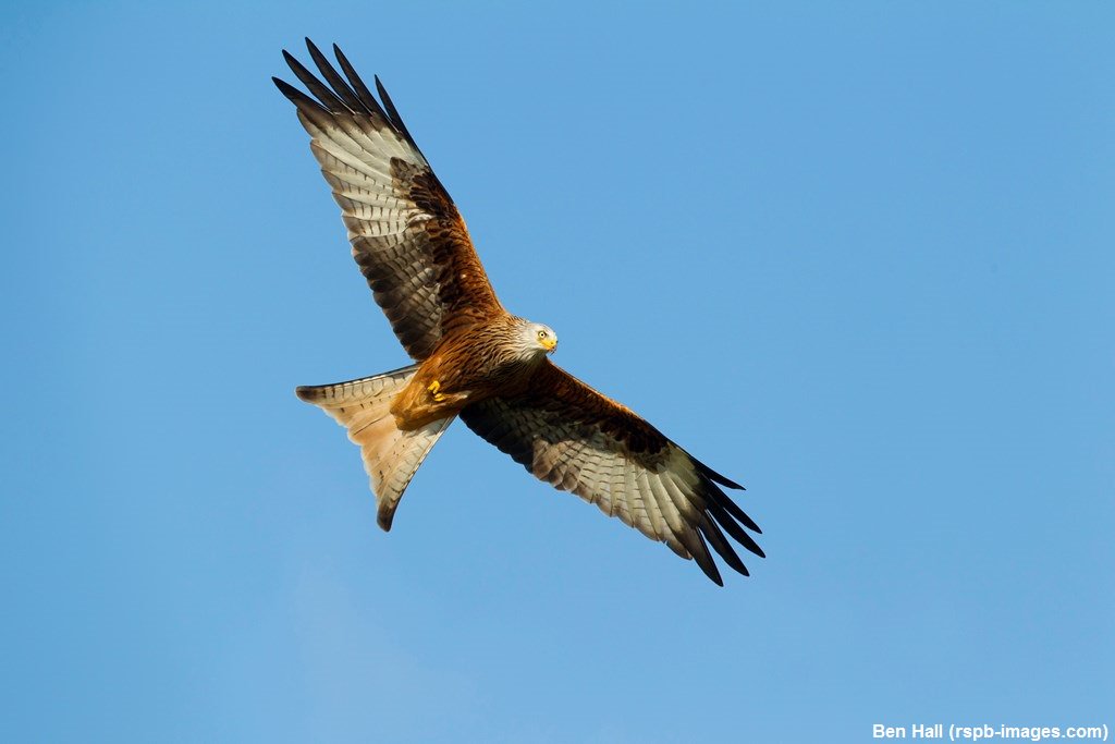 What hundreds of Red Kites look like at feeding time 🐦🐦🐦
