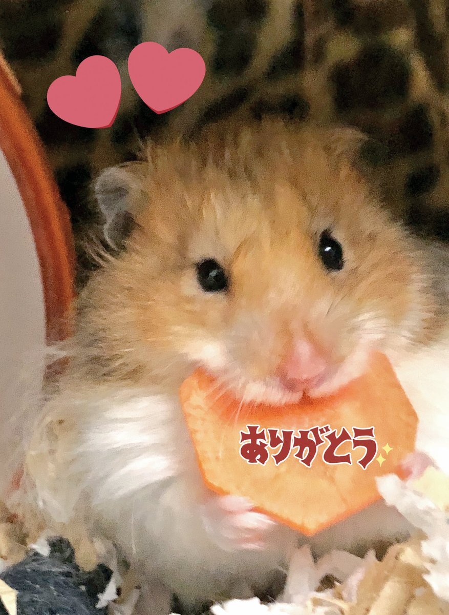 YuuCame's tweet photo. @0829eriburu えりなさん、なったん🐹うーたん🐭を今まで可愛がって頂きありがとうございました🍀
老ハム介護は色々と切なく辛い事もあるけれど、2人と過ごした日々は本当に幸せでした✨笑った顔、怒った顔、温もり全て宝物です☺🌻 https://t.co/T684UkIGCD