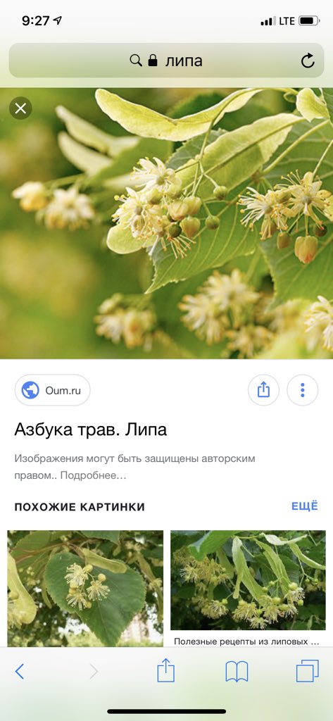 AvMa73's tweet photo. @dianawalrus Из всего списка знаю только липу https://t.co/rox8kECEz4