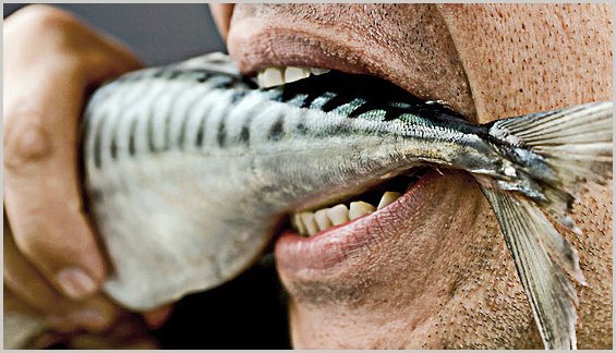 (mola mola) рыба солнца. морской черт удильщик. краснобрюхая пиранья. пиранья наттерера зубы. амазонские пираньи.