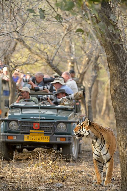 ranthamborepark's tweet photo. The tiger appears to see what the photographers are more interested in leaving him.  :-)
PC: Aditya Singh
#RanthamborePark https://t.co/X3Tiwx5vJM