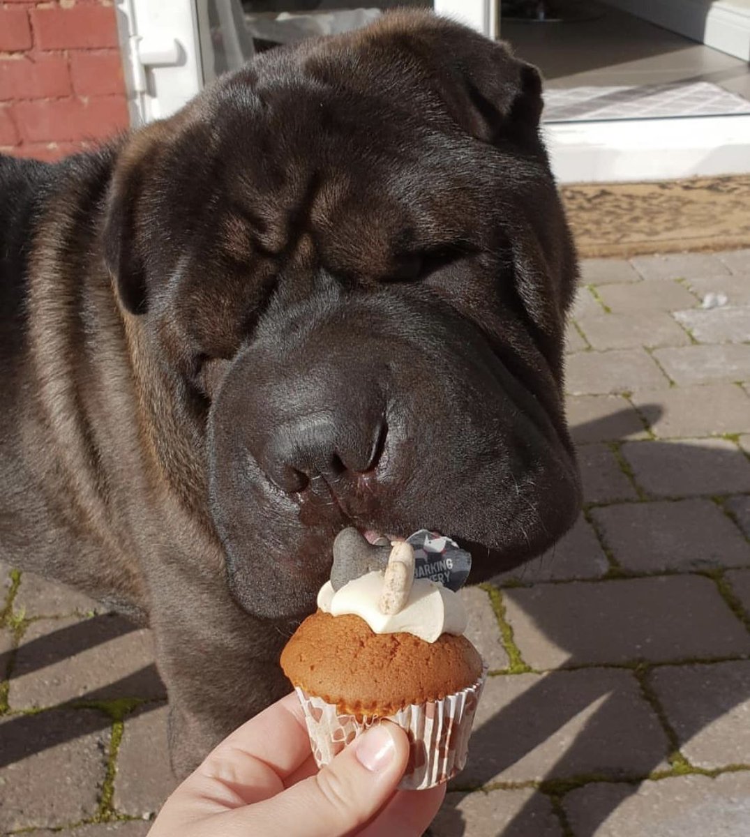 BarkingBakery_'s tweet photo. If you don't wanna squish this face, we can't be friends 😍🐻

THREE TAGS #thebarkingbakery #dogcake #gotchaday #dogbirthday #dogbirthdays #cakefordogs #birthdaycakefordogs #partyfordogs #birthdayfordogs #dogbirthdayparty #birthdaydog #barkday #barkdaycake #barkdaypawty #cutedog https://t.co/TczYgOPNcJ