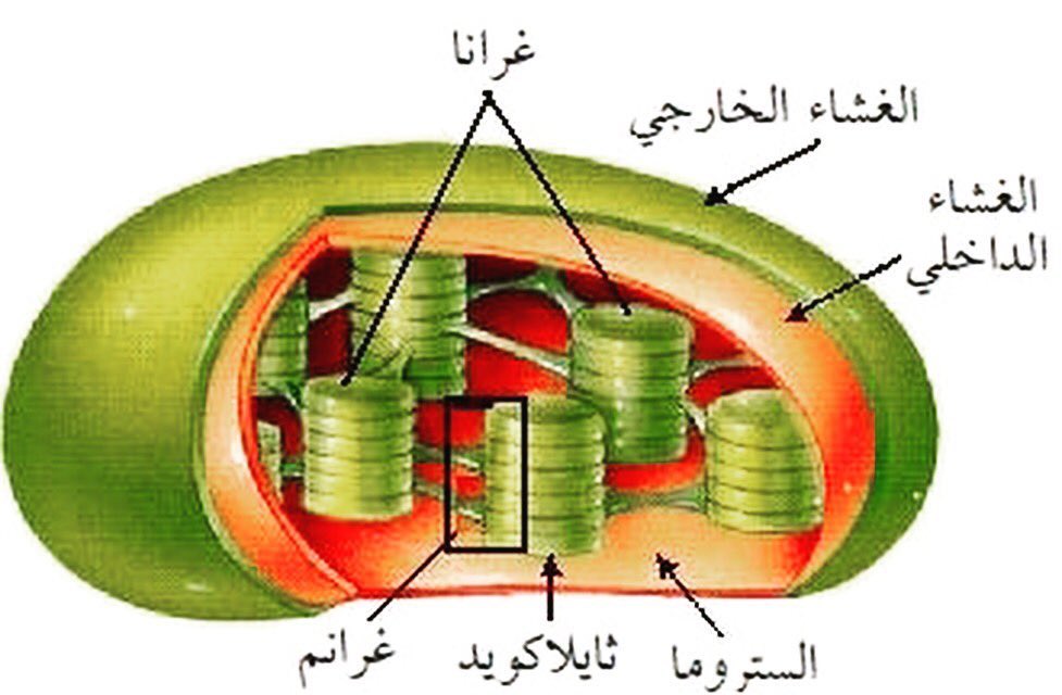 الجدار الخلوي والبلاستيدات الخضراء توجد في