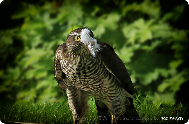 RT @RussMyners: getting back to ploughing through more of last week`s #Sparrowhawk shots @wildlife_uk @birdsofprey_uk @infocusOptics @BirdWatchingMag @Natures_Voice @WWTLlanelli @nationaltrust