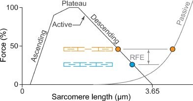 AleexHernz's tweet image. 📍Very interesting paper: Why are muscles strong, and why do they require little energy in eccentric action?
sciencedirect.com/science/articl…