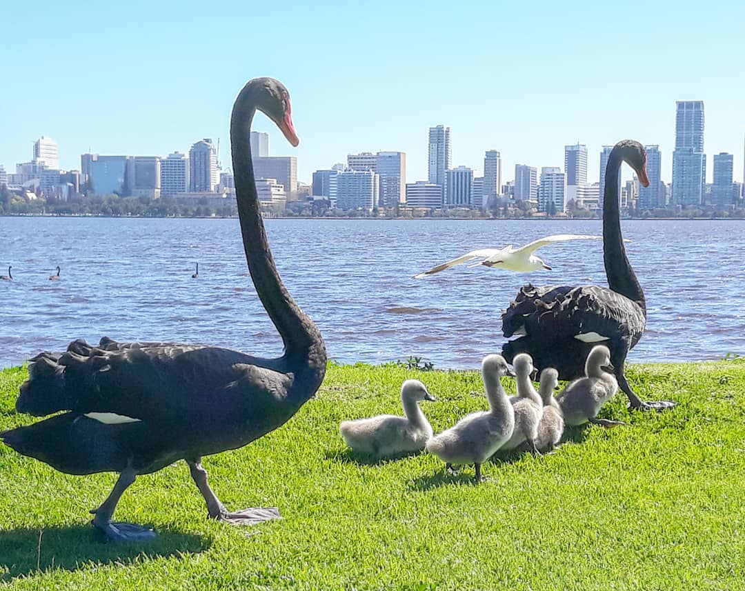 CityofPerth's tweet photo. A beautiful moment captured by IG/ veronicamcphail https://t.co/KngAdbAagg