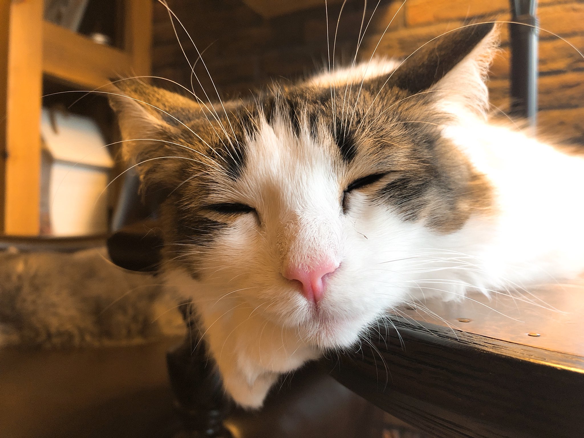 堀之内 仁 Twitter પર ずっと 猫カフェ 懐く 方法 とか調べてる T Co Ue0ca8t9hm Twitter