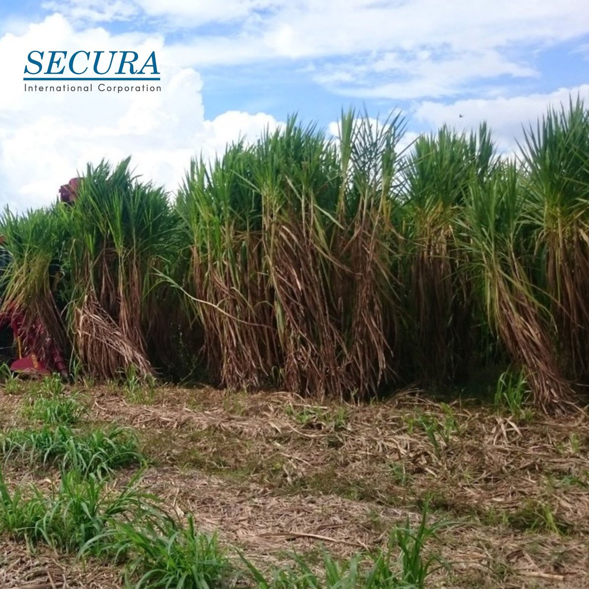 SecuraIntlCorp's tweet photo. The Secura Energy Grass is perfect for livestock feed, cellulosic bioethanol feedstock, biocoal production and many more! Contact us today and let's work for a better environment together! #SecuraIntlCorp https://t.co/kH5u4dEdoR