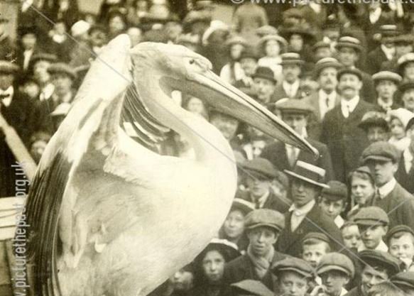 MyNottingham's tweet photo. #GooseFair kicks off TODAY! 🎢🌭🎠 It's around the 724th fair, give or take - we missed a few years during the bubonic plague! 😷

https://t.co/BC5a7hcbK6 https://t.co/Yi03eRPiSy