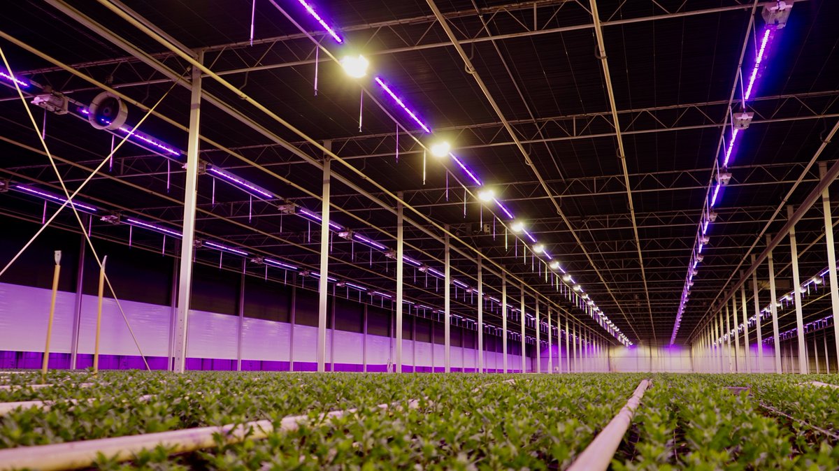 ChrisBFH's tweet photo. @Monnikenwaard lid van de @QualityFlowerGr is er klaar voor met zijn nieuwe #led verlichting van @PhilipsHorti ,  Monnikenwaard gaat voor #topkwaliteit santini het gehele jaar door @StolzeBV https://t.co/H8aoA7uwlW