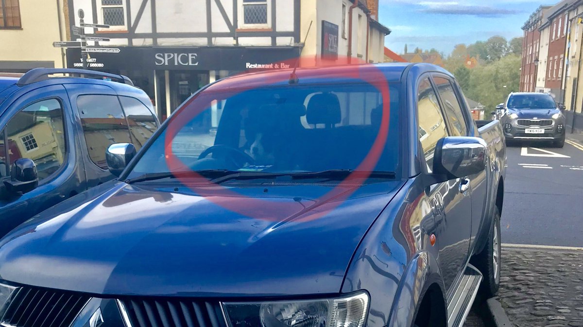 This collie never parks probably