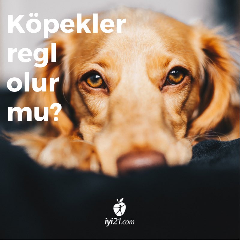 Iyi21com Ar Twitter Kopek Dostlarimiz Da Regl Olur Kopekler Genellikle 6 7 Aylik Iken Regl Olmaya Baslar Genc Disiler Yilda En Az Iki Kez Regl Olurlar Yasli Olan Kopeklerde Bu Durum Yilda Bir Defaya