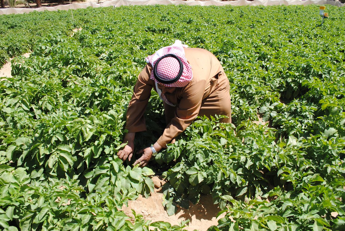 ADFSC's tweet photo. بالتزامن مع بدء الموسم الزراعي لعام 2018-2019 يكثف مركز خدمات المزارعين بأبوظبي من حملات التوعية بأساليب الزراعة الصحيحة حيث أصدر المركز نشرة توعوية لأفضل عمليات الزراعة من بداية إعداد التربة حتى مرحلة ما بعد الحصاد. #خدمات_المزارعين #adfsc https://t.co/d49F2Koe4e