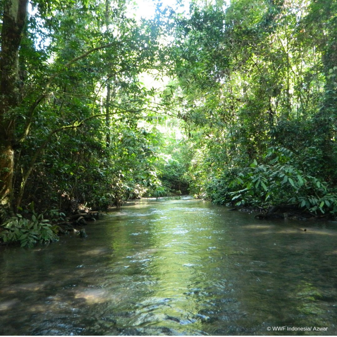 WWF_ID's tweet image. Sobat, masih dalam perayaan hari habitat sedunla yang jatuh pada tanggal 1 Oktober lalu, #WWFID ingin membagikan cerita tentang salah satu upaya kami dalam menjaga habitat melalui program “Living Asian Forest Project” yang berkolaborasi dengan Toyota Motor Corporation