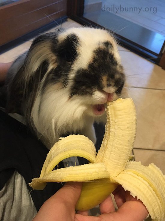 TheDailyBunny's tweet photo. Bunny and his human share a tasty banana: https://t.co/a7z78je94G https://t.co/X6dxees09Z