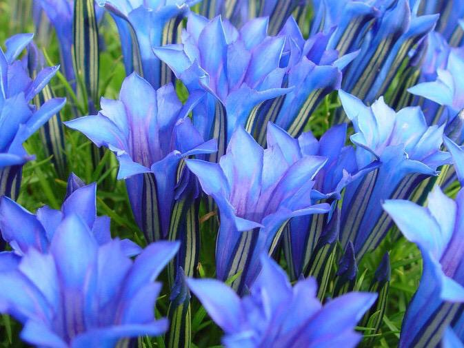 Oct’49The blue trumpets of Gentiana sino-ornata have given great pleasure during September. Some people seem to think they are difficult to grow, but given the proper treatment this is not true. alpinegardensociety.net/plants/plant-p…