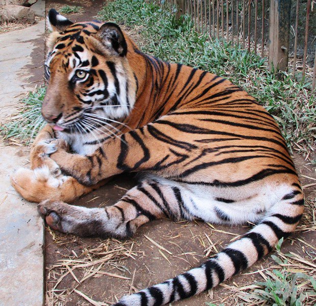 asti on twitter thank you so much to asian tigers mobility