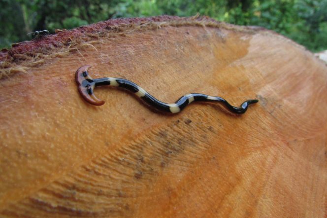#Hammerheadworms or broadhead #planarians 
#Entomology, #Ornithology & #Herpetology: Current Research 
Submit your valuable research work through editorialmanager.com/biologicalsci/ or send as an e-mail attachment to the Editorial Office at entomology@esciencejournals.org