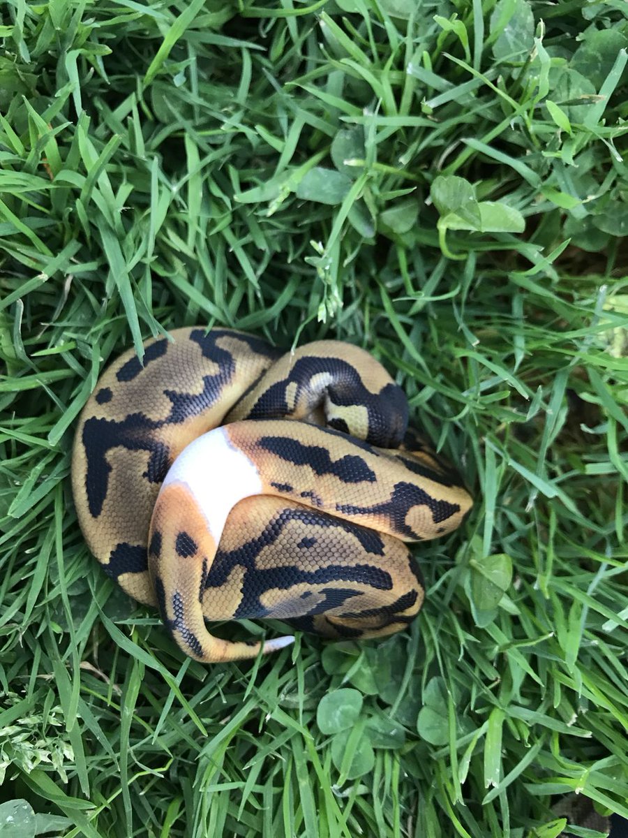 PapayaPythons's tweet photo. This shy piebald is very low white, but 100% het albino! Double recessive projects can be quite involved, but we think they’re worth it. #snakes #pets #doublerecessive #ballpythons https://t.co/qdNOv07DKT