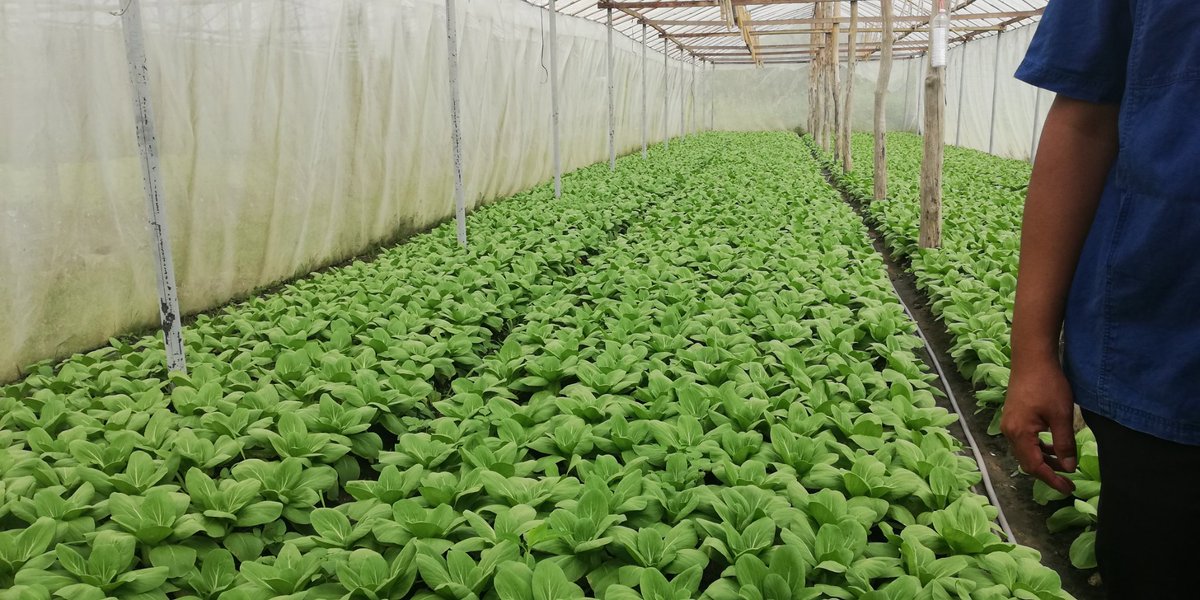 germanriveros's tweet photo. Thanks to Royal Project Foundation and Highland Research and Development Institute for hosting @UNODC_AD #Myanmar staff in Chang Mai. #coffeeinsteadpoppy #ADProgramme #organicprocess @troels_vester @jdouglasSEA @UNODC_SEAP https://t.co/8uKiLCfHOO