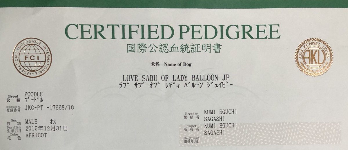 pyon___51's tweet photo. @SIBFO トイプードル ジジくん 12.31生まれ
私の愛犬です😍❣️
ジジくんの血統証の名前は
佐賀市のブリーダーさんのところで産まれたので、
ラブ サブ オブ レディ バルーン ジェィピー 

です🎈🎈

去年、ジジくんも一緒にバルーンフェスティバルに行きました☺︎��︎︎
#ジジ #バルーン https://t.co/f4CtdFNJn9