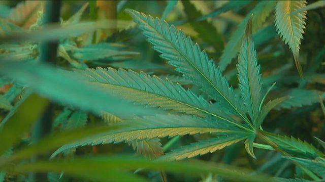 faircanorg's tweet photo. Group: $134M in marijuana taxes if ballot measure passes https://t.co/qTdCUBXndc https://t.co/a3p8tgtS0a