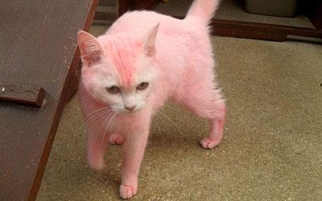 nancysmithkitty's tweet photo. #cat #pink #MeanGirlsDay #October3rd https://t.co/iwP9uID1Qw