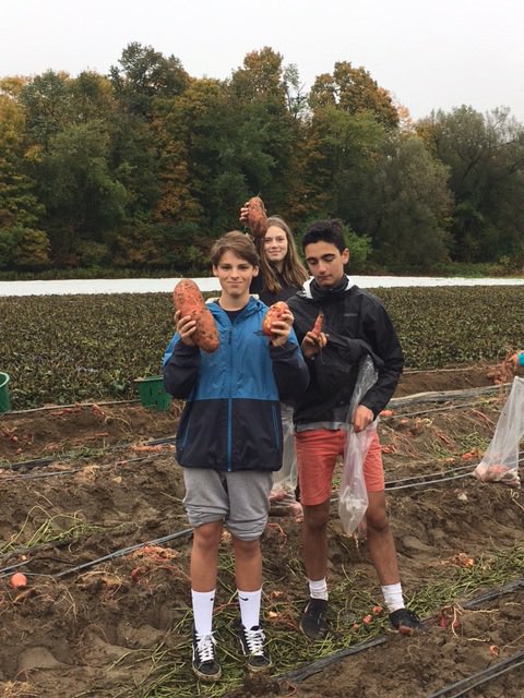 Fairbankscore's tweet photo. Fairbanks gleaned over 2000 lbs of sweet potatoes today during day 2 of our volunteer week https://t.co/nCMFL5N6wL