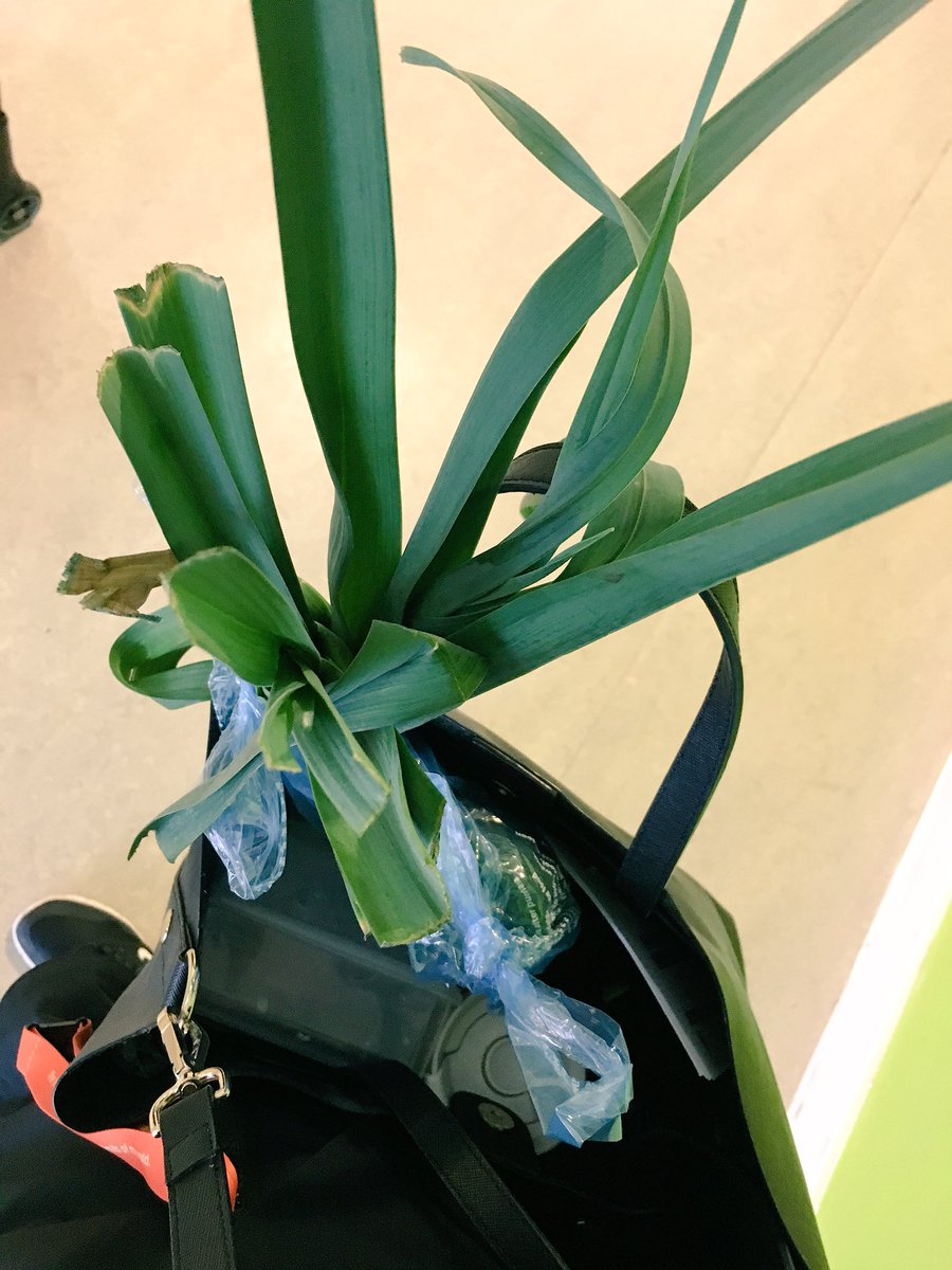 missagauthier's tweet photo. It’s normal to walk out of work with fresh leeks and kale, right? 🌱 Thank you @ParveizAslam - your 3 eco garden students were fantastic sales people! Stay tuned for the result! @CPDatFCA https://t.co/mm0QECIZcG