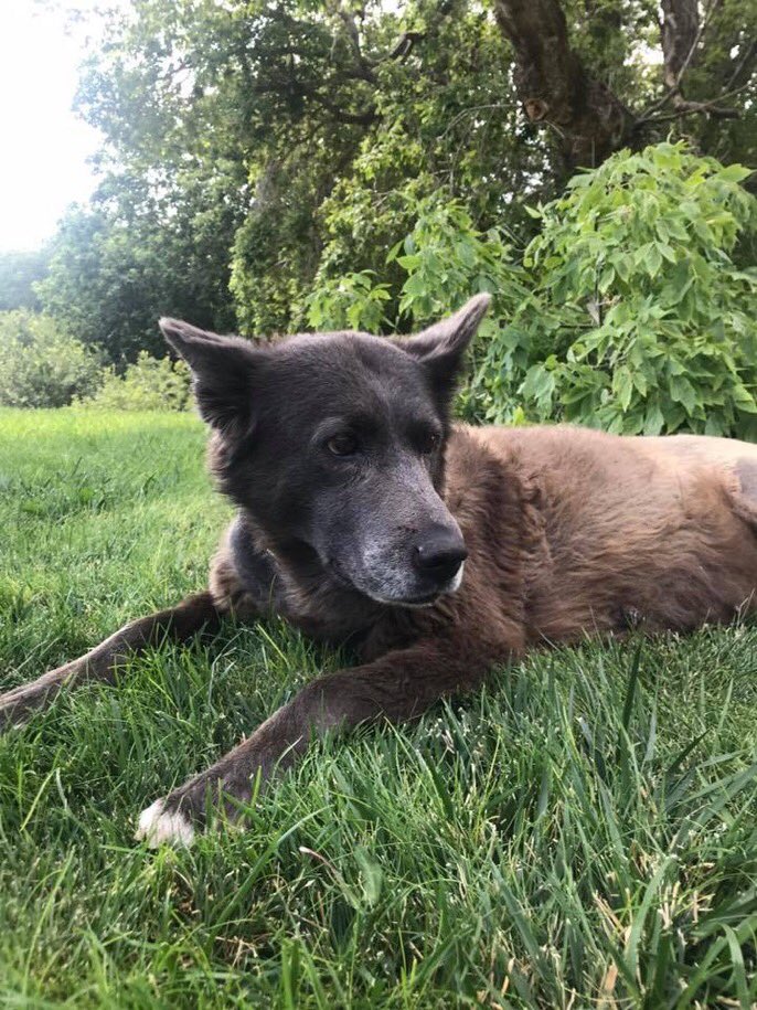 Mountain lion walks next to reporter during a broadcast AR15 COM