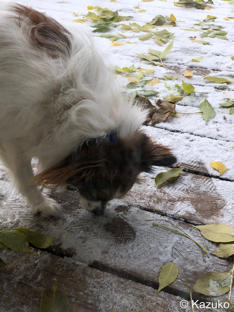 iheart30stm's tweet photo. I think #Beanie is addicted to snow ❄️. I think he snorts like a druggie on coke lol 😂 #papillonlife ❤️🌸 https://t.co/XOFLsqeQat