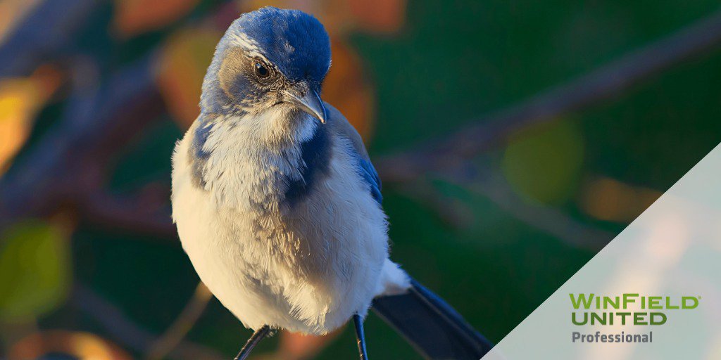 heritageppg's tweet image. EOP is here and the early bird gets the worm! Order during the October and receive Cabela’s gift cards! bit.ly/2PU0iXM

#EarlyOrderProgram #WinningWithWinFieldUnited #greenhouse #golf