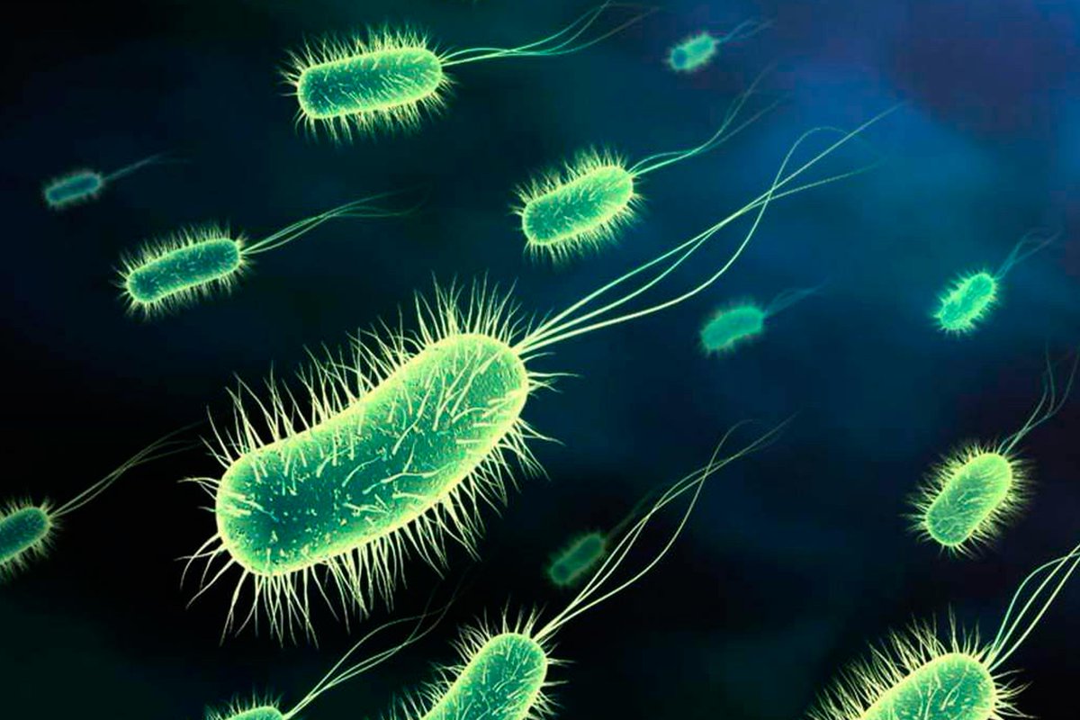 ConocerAgri's tweet photo. 🦠🦠 ¿Sabías que casi todos los #diabéticos son tratados con #insulina procedente de #bacterias genéticamente #modificadas? ▶ https://t.co/6FjHqJzQEO https://t.co/K4f6RsZDVw