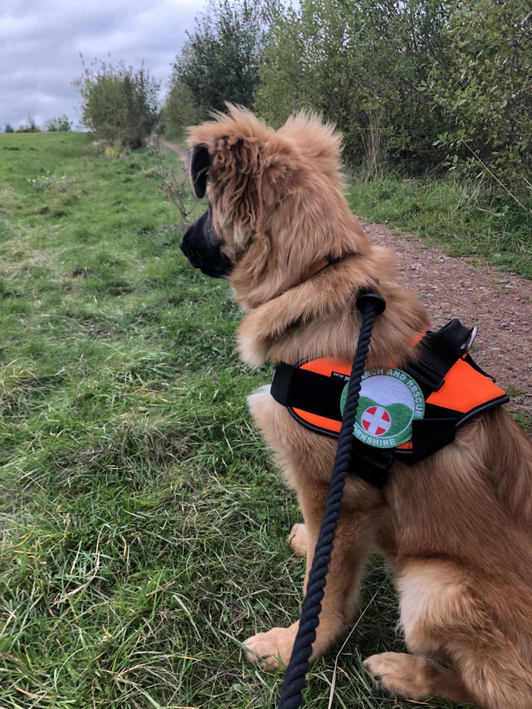 TacSAR1's tweet photo. You want me to follow that ? #trailingdog https://t.co/7e3ejG8Gvy