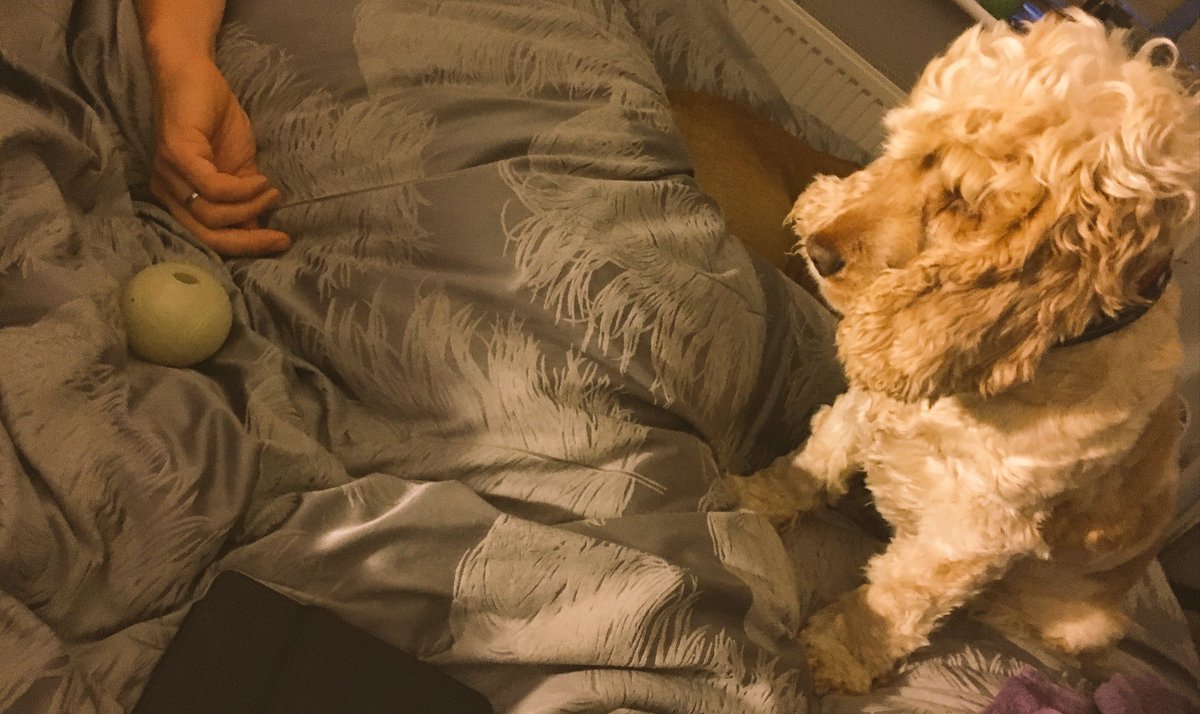 Orange_Roan1's tweet image. This was me this morning.... daddy was still asleep.... not sure why 6am is too early to play ball 🤷🏼‍♀️ #SpanielProblems