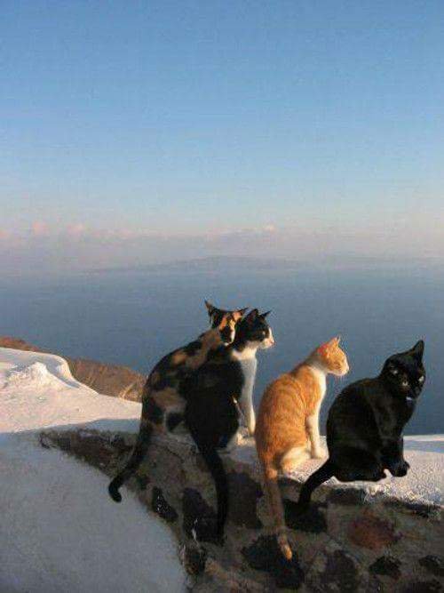 🌸Citlaly🌸 tweet media