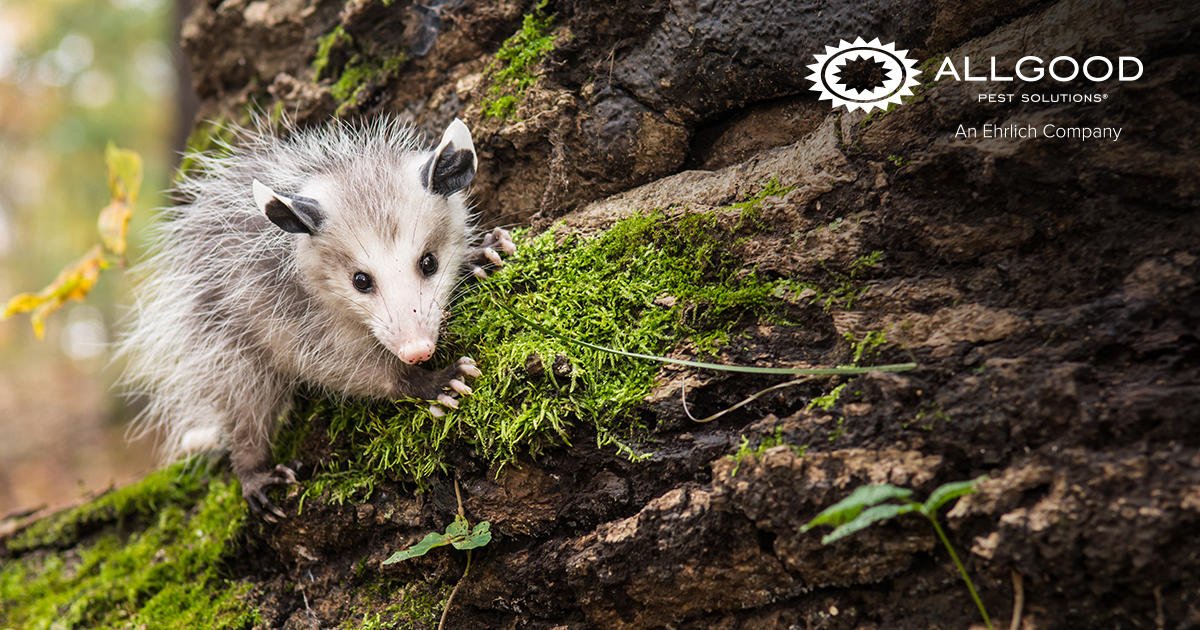 AllgoodService's tweet photo. Opossums have a very diverse habitat ranging from swamps to densely wooded forests. If a opossum has confused your home for a nice place to nest, call Allgood and we’ll safely relocate it to a cozy piece of wildland. (855) 304-0985   #BornToBeWild 

https://t.co/Mn4jxvqHvX https://t.co/n0QaQgmDi0
