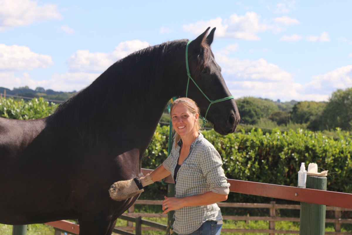 YHorsemanship's tweet photo. Leg handling issues sorted! The stunning Fury, who hadn't had his hind legs picked up for years due to an accident, is now happily having his feet picked out and legs handled https://t.co/GZk64iyY4S https://t.co/rzrFmjt2E5