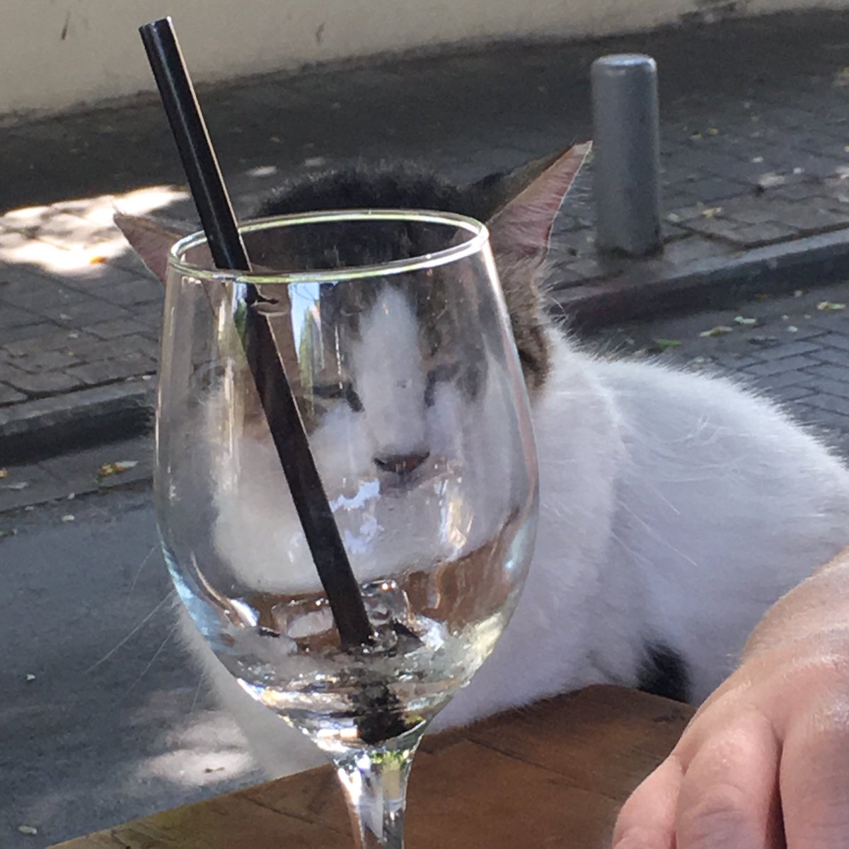 EllenKushner's tweet photo. #catsofisrael We made a friend at lunch. https://t.co/nUMQ1kaeMG