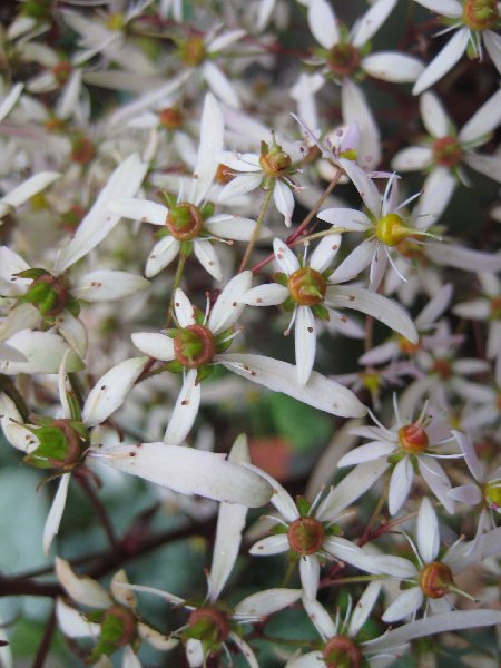 #PlantShowcase: Saxifraga fortunei is a wonderful plant for extending colour in the garden into late autumn. Ideal conditions: plant in a moist, part-sheltered spot. More info: bit.ly/saxifraga-fort… #plants #gardening #AutumnGardenDays