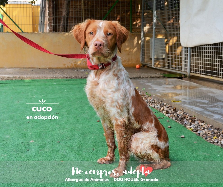 Albergue Dog House tweet media
