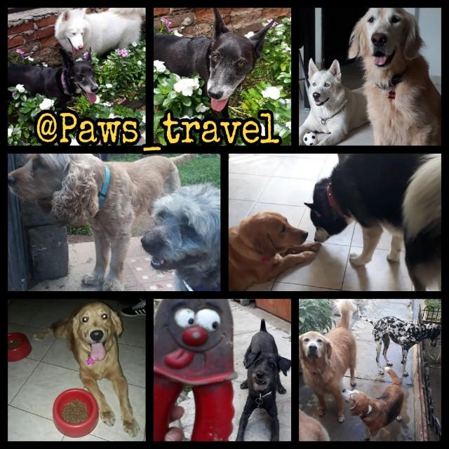 Paws_travel tweet media