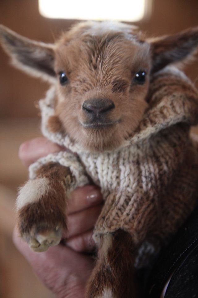 Happy birthday tessa thompson have some goats in sweaters 