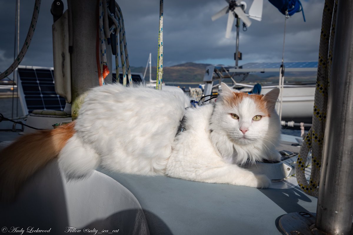 Off on our Travels 🏔.
.
#Scotland #cats #CatsofTwitter <a href="/VisitScotland/">VisitScotland</a> #lochlinnhie