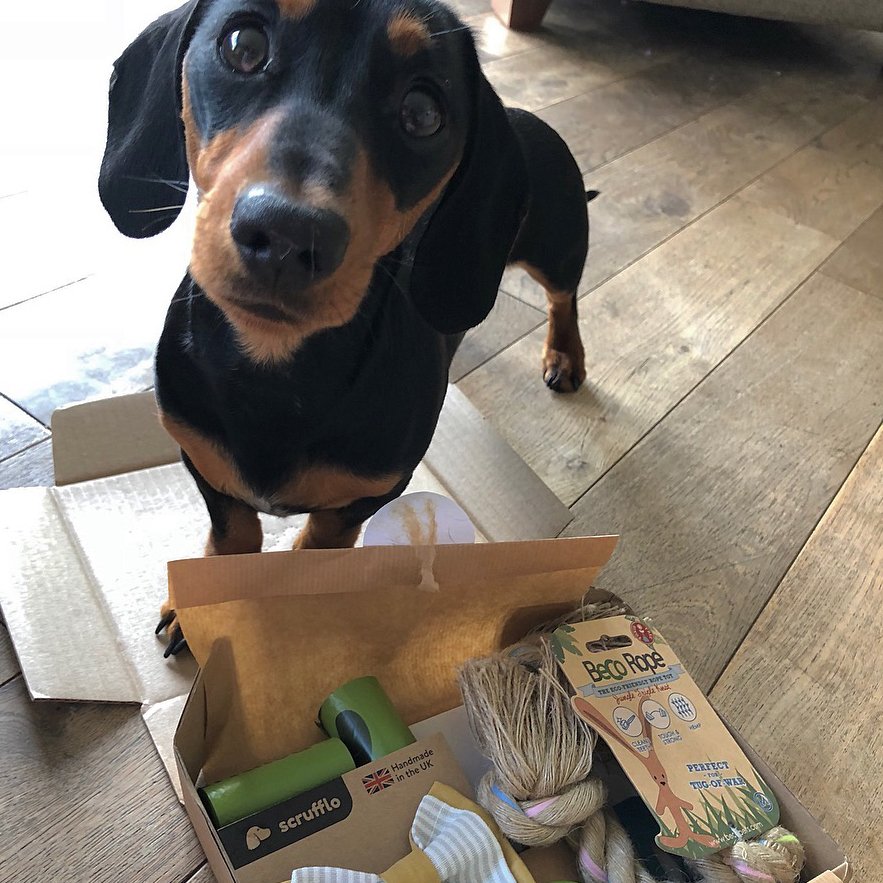 ICYMI we launched our new Essential Box for less than £10! Alfie is sure enjoying his 😍Link in bio ✅
<a href="/alfie/">Alfie</a>.dachshund