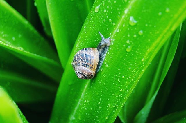 Shelled Gastropod.. or a snail as they’re more commonly known 🐌 ————————————————————————
#snail #photographer #photography #travel #art #fineart #photography #canvas #luxury #city #luxurylifestyle #decor #interiordesign #printedcanvas #iphonephotogra… ift.tt/2OyfDjB